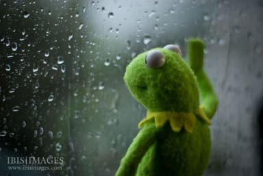 kermit-window